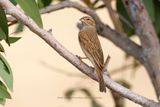 Lark-like Bunting - Emberiza impetuani