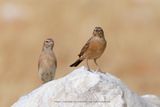 Lark-like Bunting - Emberiza impetuani