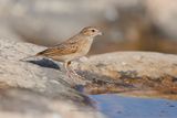 Lark-like Bunting - Emberiza impetuani
