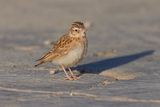 Starks lark - Spizocorys starki