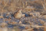 Starks lark - Spizocorys starki