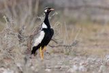 Northern Black korhann - Afrotis afraoides