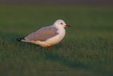 Hartlaubs Gull - Larus hartlaubi