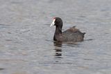Red-knobbed Coot - Fulica cristata