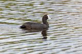 Red-knobbed Coot - Fulica cristata