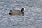 Red-knobbed Coot - Fulica cristata