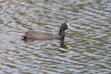 Red-knobbed Coot - Fulica cristata