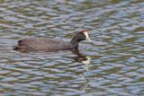 Red-knobbed Coot - Fulica cristata