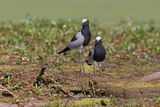 Blacksmith Plover - Vanellus armatus