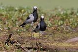 Blacksmith Plover - Vanellus armatus
