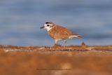 White-fronted Plover - Charadrius marginatus