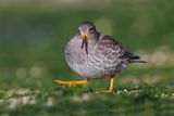 Purple Sandpiper - Calidris maritima