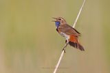 Bluethroat - Luscinia svecica