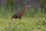 Isabelline Bush-hen - Amauornis isabellina