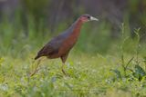 Isabelline Bush-hen - Amauornis isabellina