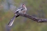 Damara Hornbill - Tockus damarensis