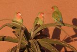 Rosy-faced Lovebird - Agapornis roseicollis