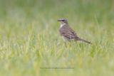 Cape wagtail - Motacilla capensis