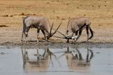 Gemsbok - Oryx gazella