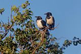 African Pied crow - Corvus albus