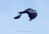 Long-billed Crow - Corvus validus