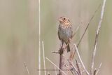 Henslows sparrow - Centronyx henslowii