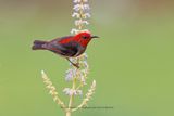 Sulawesi Myzomela - Myzomela chloroptera