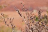 Red-headed Finch - Amadina erythrocephala
