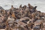 Cape fur seal - Arctocephalus pusillus