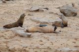 Cape fur seal - Arctocephalus pusillus