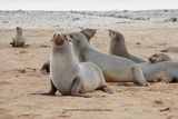 Cape fur seal - Arctocephalus pusillus