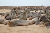 Cape fur seal - Arctocephalus pusillus