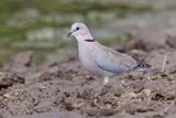 Cape turtle Dove - Streptopelia capicola