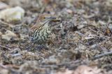 Brown Thrasher - Toxostoma rufum