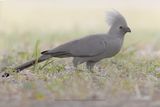 Grey Go-away Bird - Corythaixoides concolor