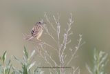 Desert Cisticola - Cisticola aridulus