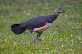 Maleo - Macrocephalon maleo