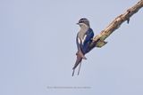Moustached Treeswift - Hemiprocne mystacea