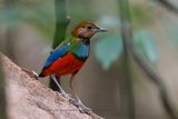 Sulawesi Pitta - Erythropitta celebensis
