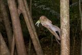 Gurskys Spectral Tarsius - Tarsius spectrumgurskiae