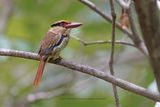Sulawesi Lilac Kingfisher - Cittura cyanotis
