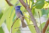 Pale Blue Monarch - Hypothymis puella