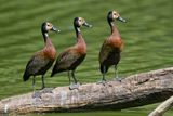 White-faced Whistling-duck - Dendrocygna viduata