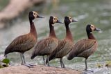 White-faced Whistling-duck - Dendrocygna viduata