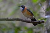Pitta-like Ground-Roller - Atelornis pittoides
