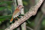 Scaly Ground-Roller - Geobiastes squamiger
