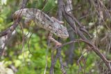 Furcifer oustaleti