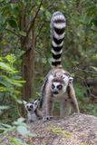 Ring-tailed lemur - Lemur catta