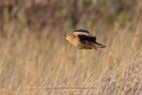Madagascar Sandgrouse - Pterocles personatus