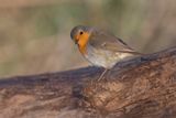 Robin - Erithacus rubecula